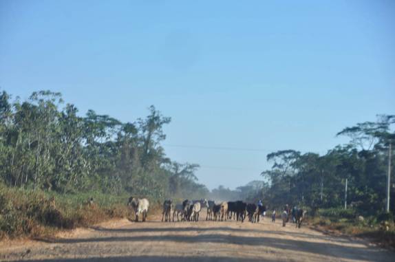Boiada atravessa estrada antes de chegarmos a popular Rurrenrabaque, na amazônia boliviana